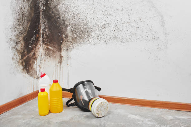 Best Affordable Mold Removal  in Oakes, ND