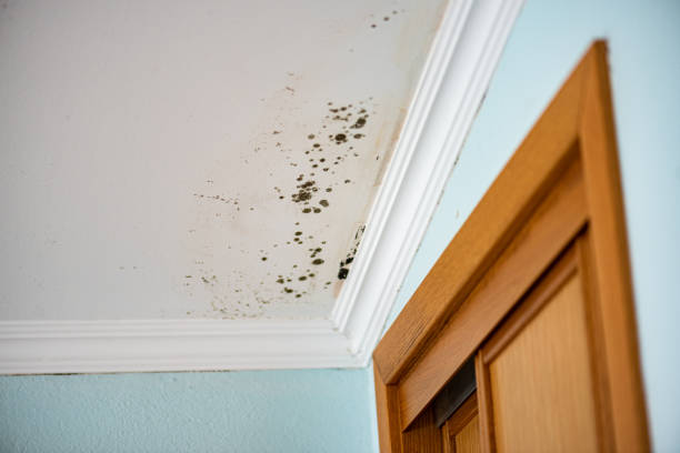 Best Office Mold Removal Services  in Oakes, ND
