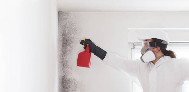 Best Commercial Mold Removal  in Oakes, ND