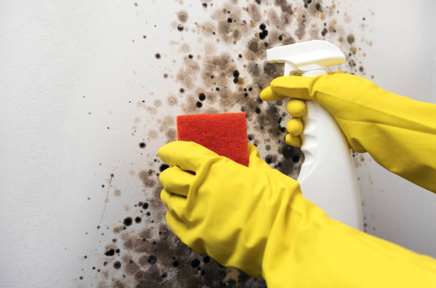 Best Professional Mold Removal  in Oakes, ND