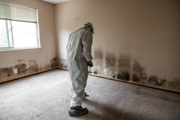Best Toxic Mold Removal  in Oakes, ND